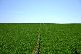 Otros informes agrícolas y ambientales